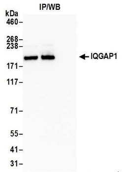 Rabbit IQGAP1 Antibody