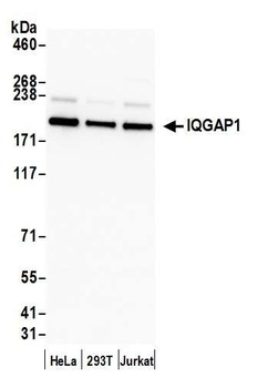 Rabbit IQGAP1 Antibody