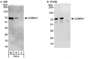 Rabbit COBRA1 Antibody