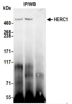 Rabbit HERC1 Antibody