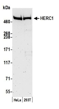 Rabbit HERC1 Antibody