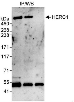 Rabbit HERC1 Antibody