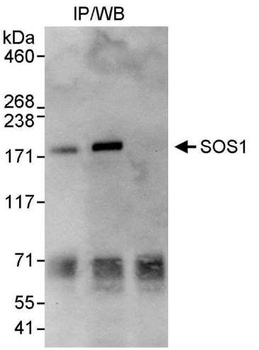 Rabbit SOS1 Antibody