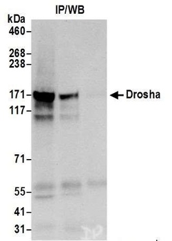 Rabbit Drosha Antibody