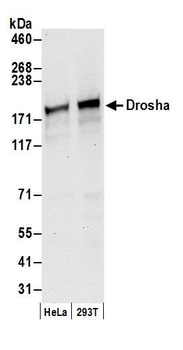 Rabbit Drosha Antibody