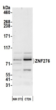 Rabbit ZNF276 Antibody