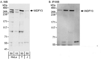 Rabbit WDFY3 Antibody