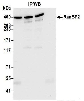 Rabbit RanBP2 Antibody