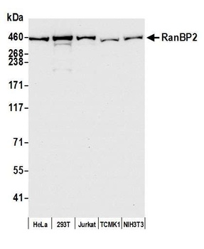 Rabbit RanBP2 Antibody