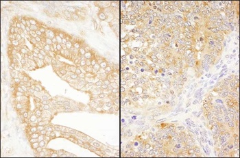Rabbit eIF3J/EIF3S1 Antibody