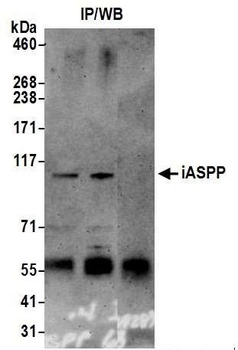 Rabbit iASPP Antibody