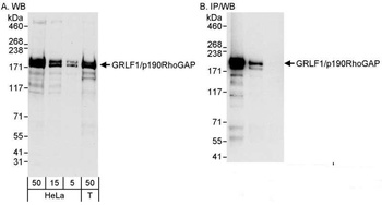 Rabbit GRLF1/p190RhoGAP Antibody