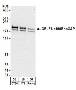 Rabbit GRLF1/p190RhoGAP Antibody