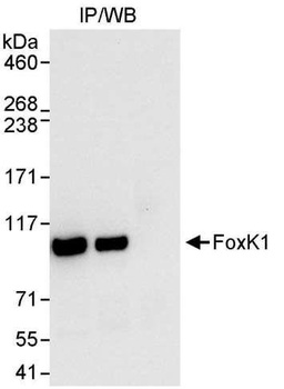 Rabbit FOXK1 Antibody