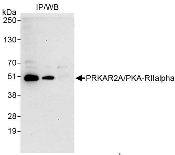 Rabbit PRKAR2A/PKA-RIIalpha Antibody
