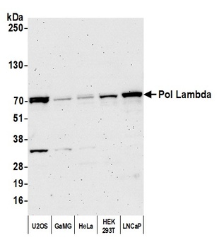 Rabbit Pol Lambda Antibody