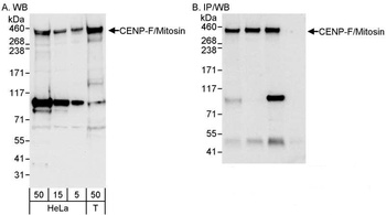 Rabbit CENP-F/Mitosin Antibody