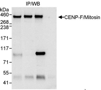 Rabbit CENP-F/Mitosin Antibody