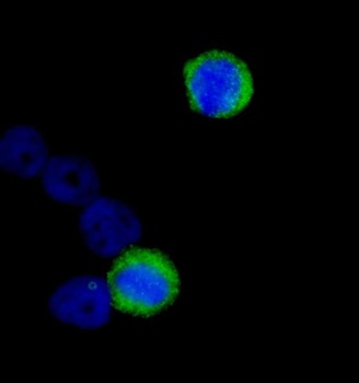 Rabbit CENP-F/Mitosin Antibody