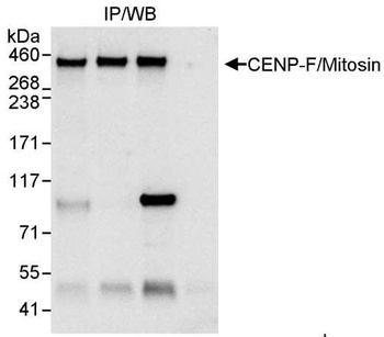 Rabbit CENP-F/Mitosin Antibody