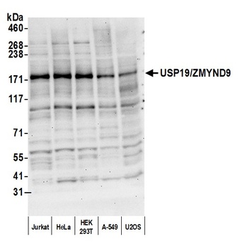 Rabbit USP19/ZMYND9 Antibody