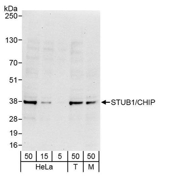 Rabbit anti-STUB1/CHIP Antibody
