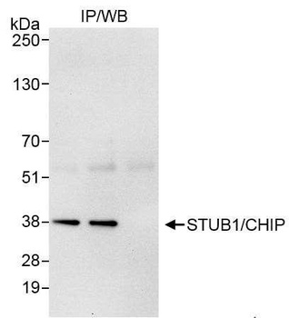 Rabbit anti-STUB1/CHIP Antibody