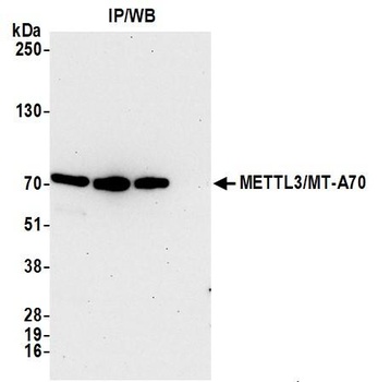 Rabbit METTL3/MT-A70 Antibody