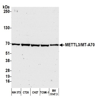 Rabbit METTL3/MT-A70 Antibody