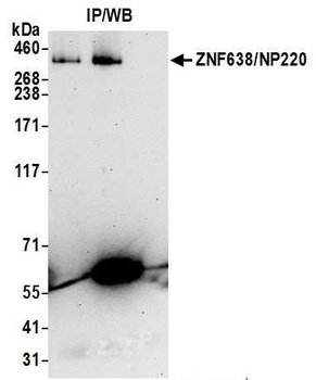 Rabbit ZNF638/NP220 Antibody