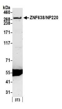Rabbit ZNF638/NP220 Antibody
