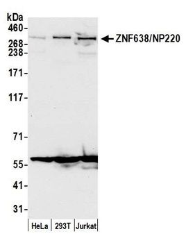 Rabbit ZNF638/NP220 Antibody