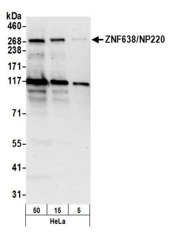 Rabbit ZNF638/NP220 Antibody