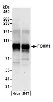 Rabbit FOXM1 Antibody