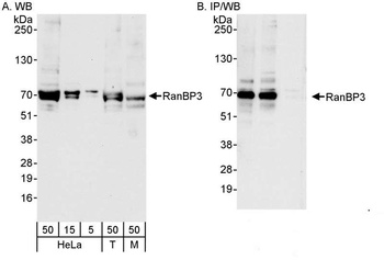 Rabbit RanBP3 Antibody