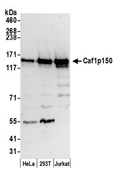 Rabbit Caf1p150 Antibody