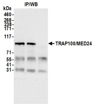 Rabbit TRAP100/MED24 Antibody
