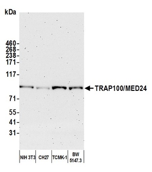 Rabbit TRAP100/MED24 Antibody