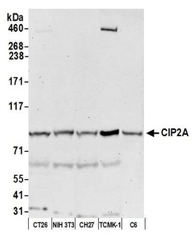Rabbit CIP2A Antibody