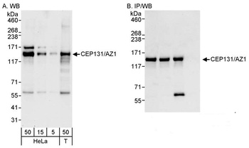 Rabbit CEP131/AZ1 Antibody