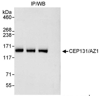 Rabbit CEP131/AZ1 Antibody