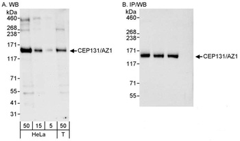 Rabbit CEP131/AZ1 Antibody
