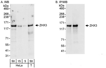 Rabbit ZHX3 Antibody