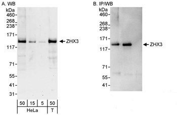 Rabbit ZHX3 Antibody