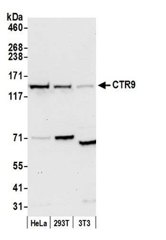 Rabbit CTR9 Antibody