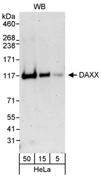 Rabbit anti-DAXX Antibody