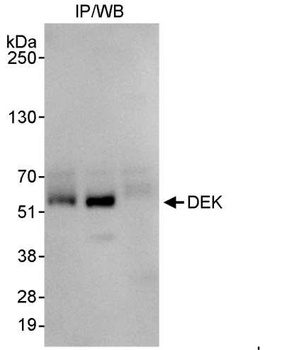 Rabbit DEK Antibody