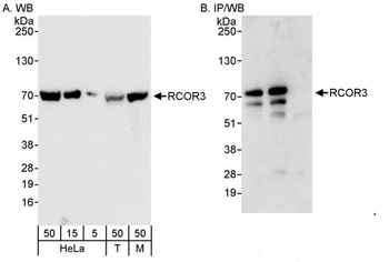 Rabbit RCOR3 Antibody