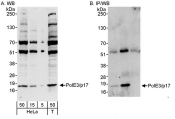 Rabbit PolE3/p17 Antibody
