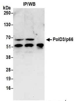Rabbit PolD3/p66 Antibody